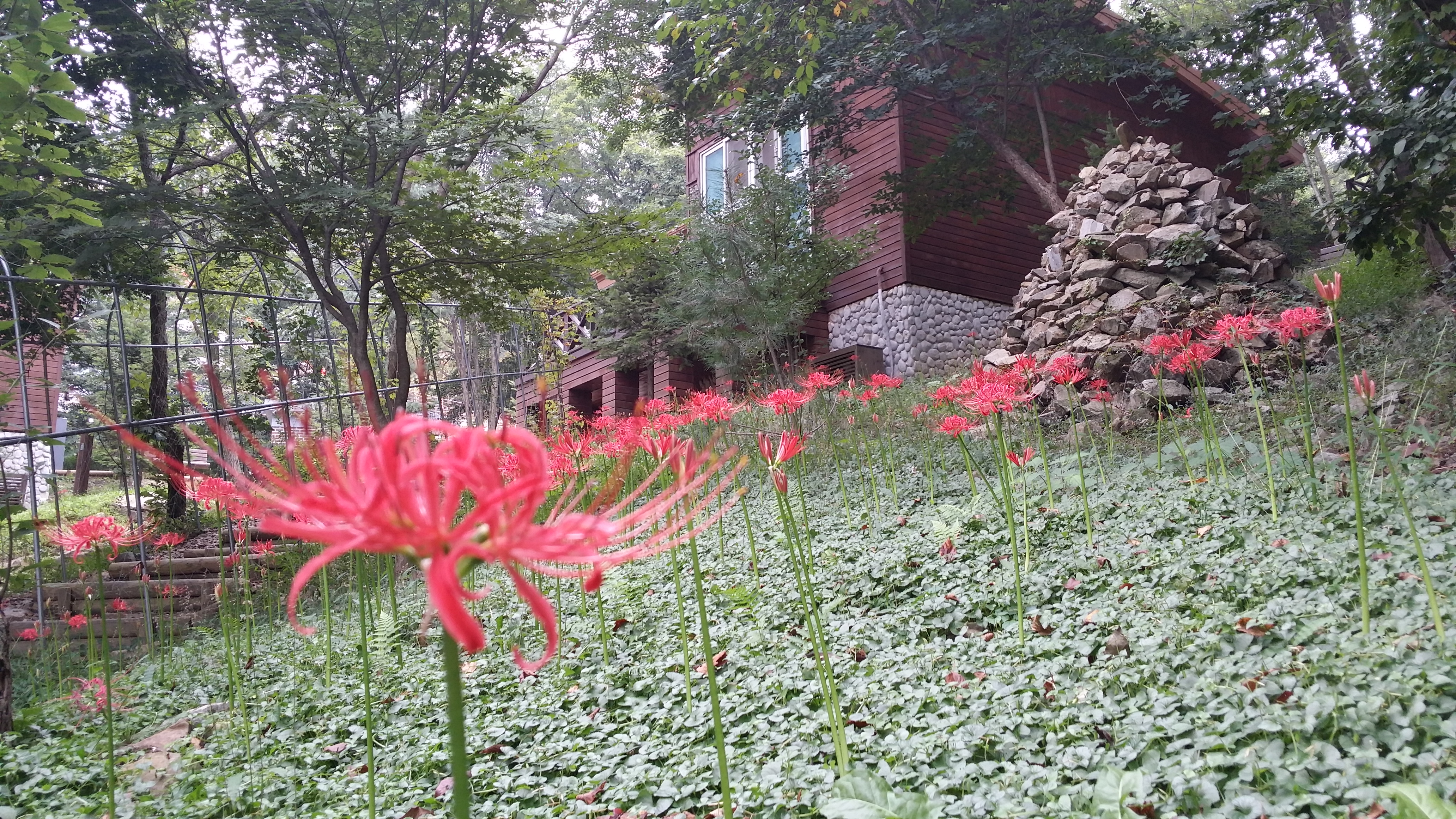 증평군좌구산휴양림, 석산(꽃무릇) 만개